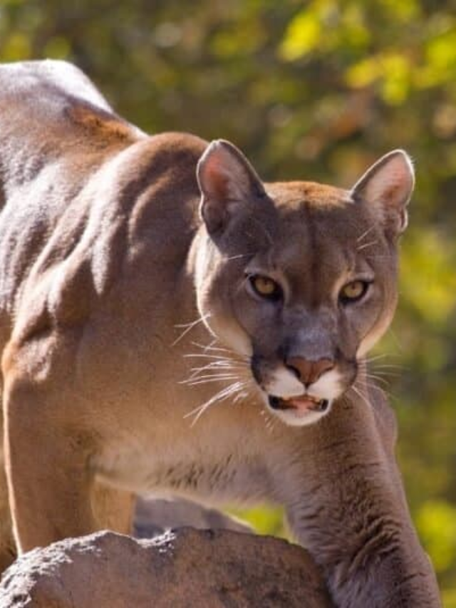 10 US States That Have Mountain Lions