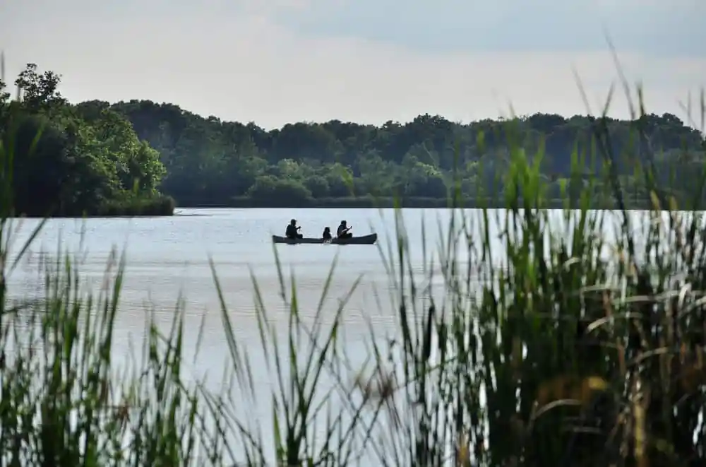 Busse Woods