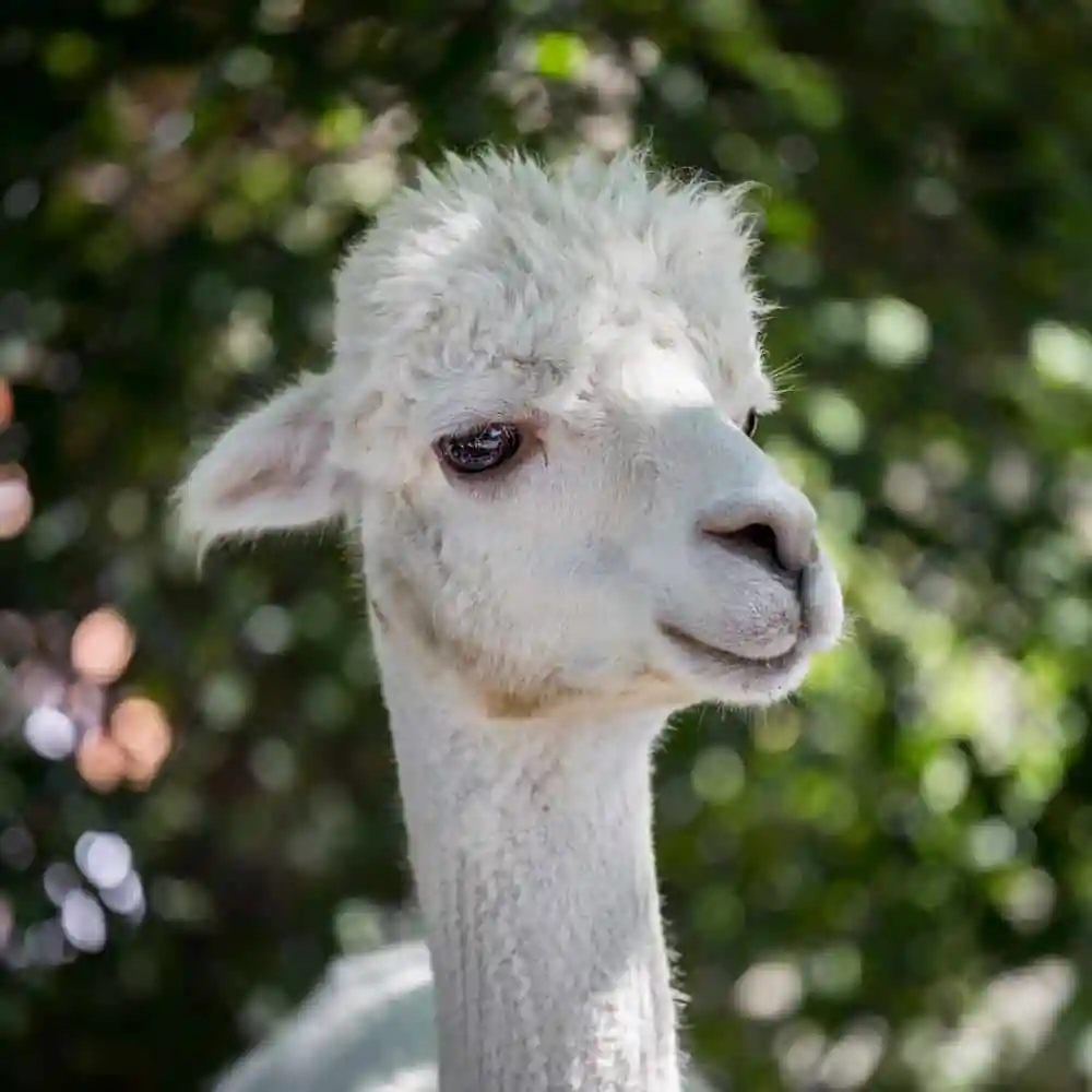 Capron Park Zoo