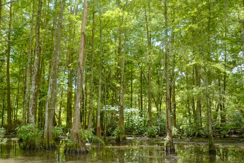 Honey Island Swamp