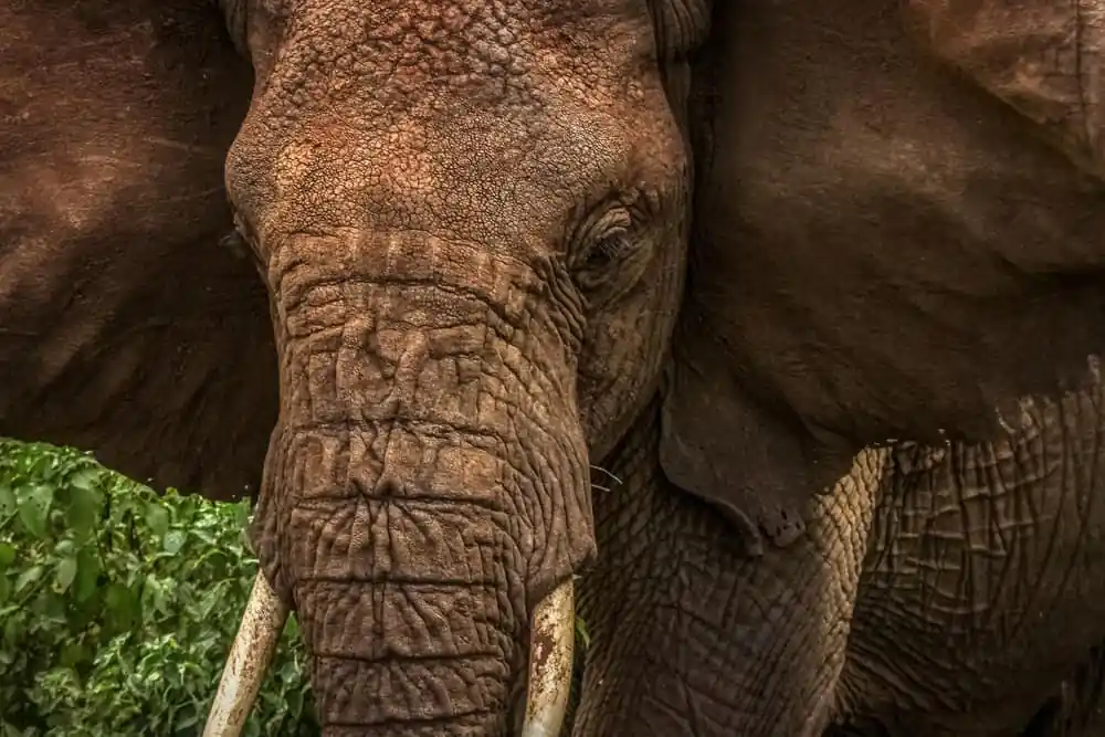 African Bush Elephant