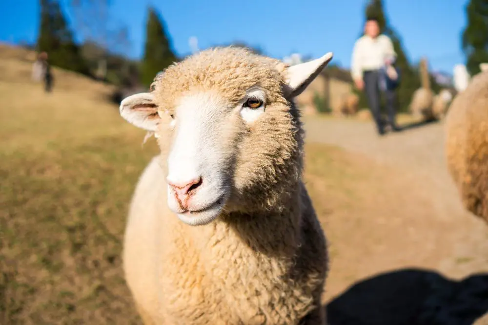 Fluffy Sheep