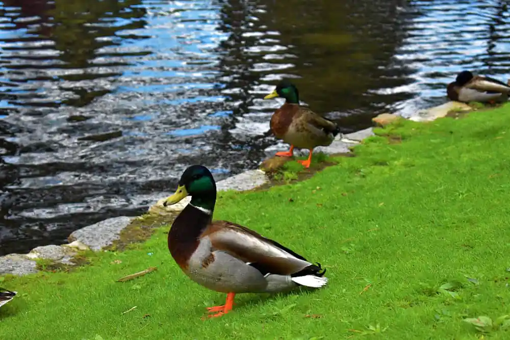 Stanley Park