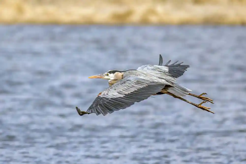 Blue Heron