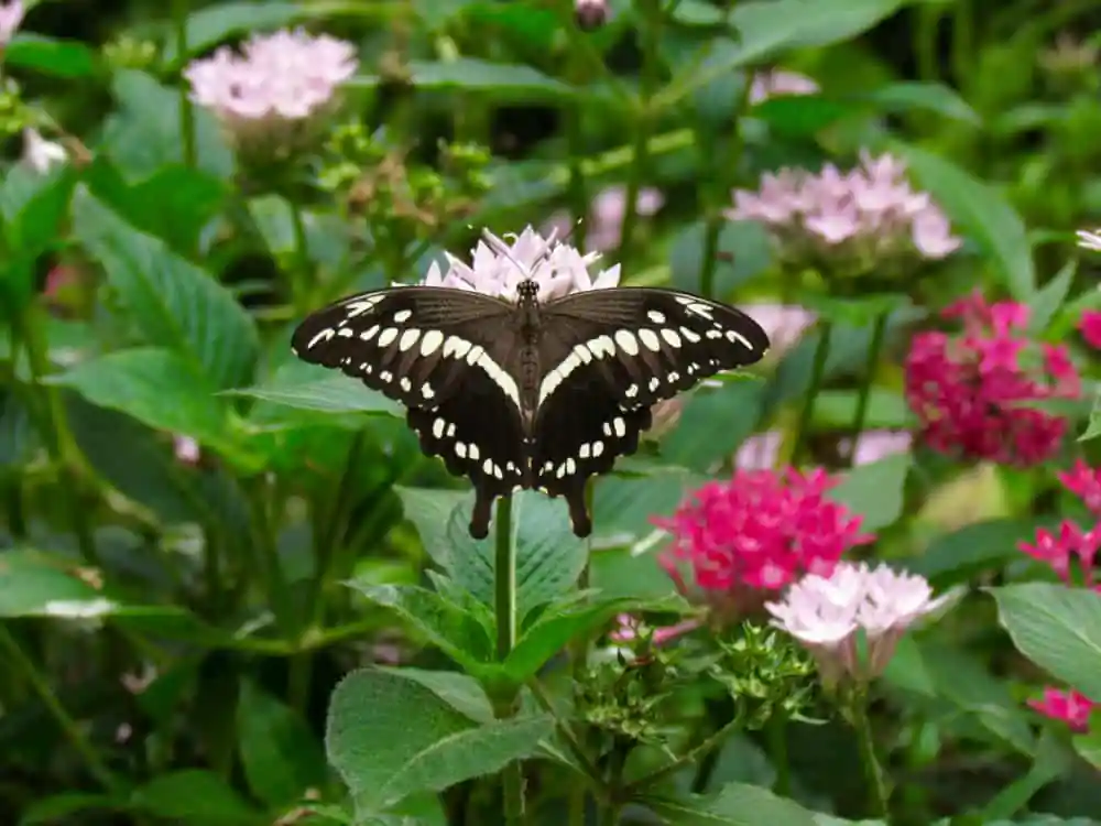 The Butterfly Place