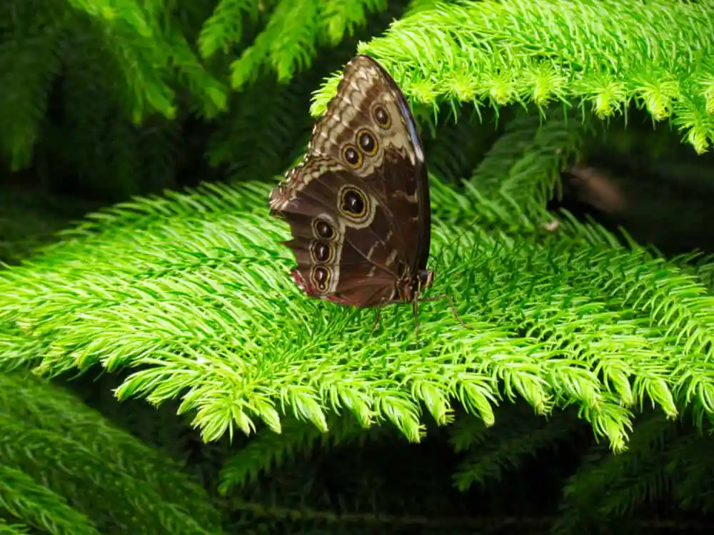 The Butterfly Place