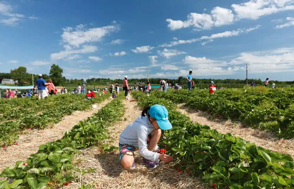 Tougas Family Farm