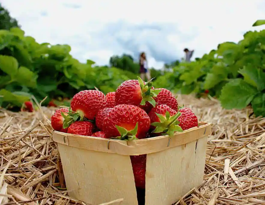 Goughanβs Berry Farm