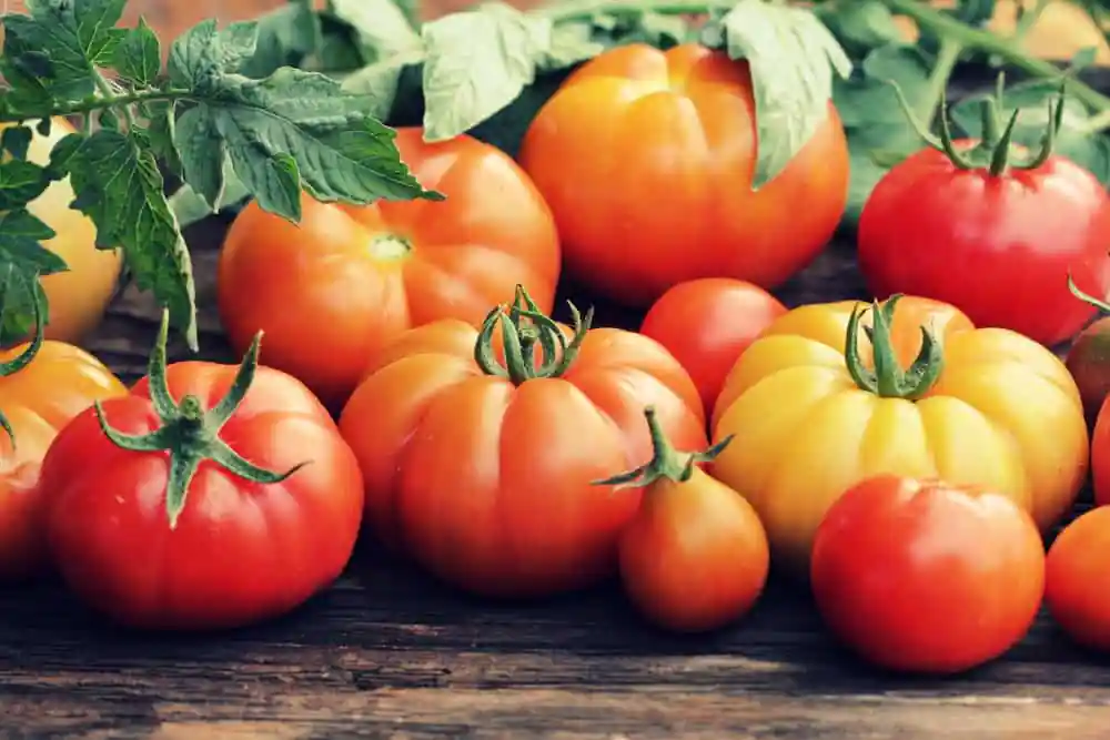 Tomatoes