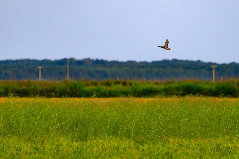 Bald Knob National Wildlife Refuge
