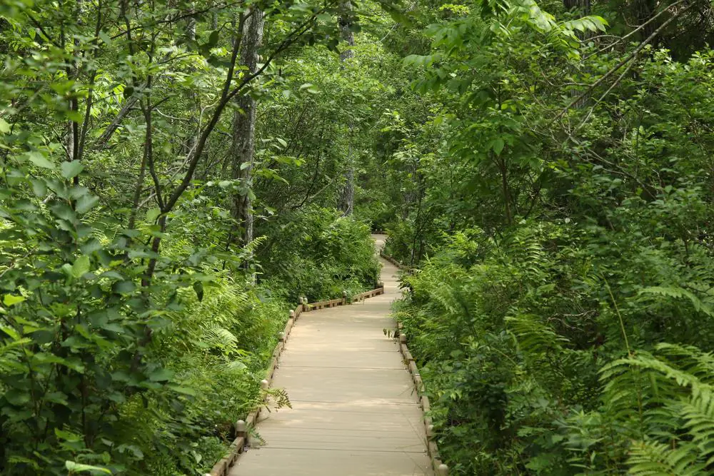 Bangor City Forest