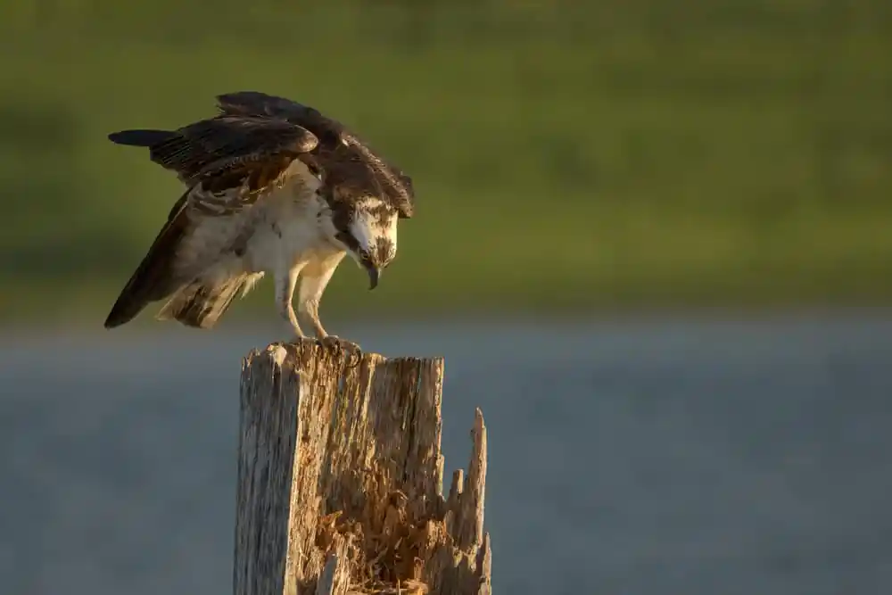 Osprey