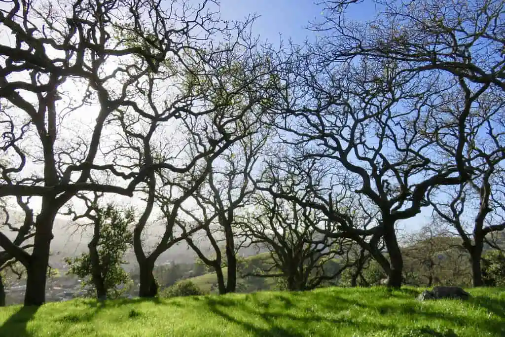 Mount Burdell Open Space Preserve