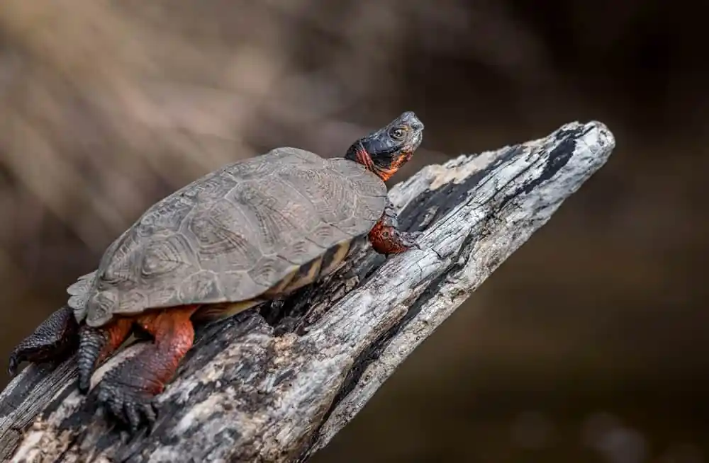 Wood Turtle