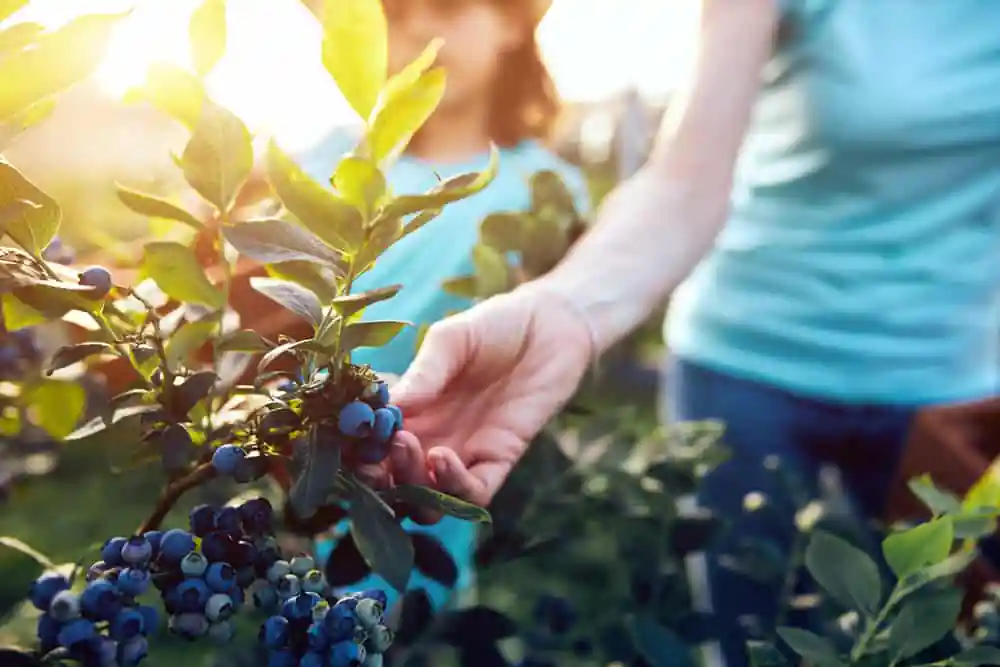 Picking Blueberries