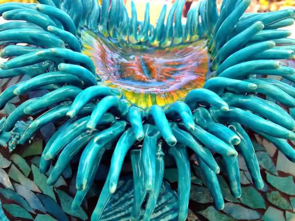 Chrysalis Pottery
