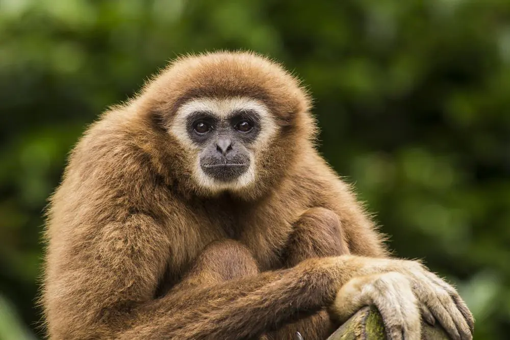Gibbon Conservation Center