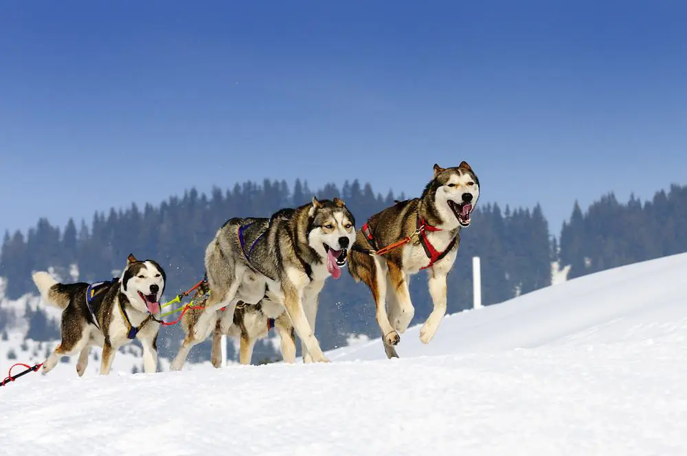 Sled Dogs In Alaska