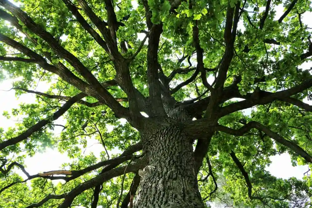Oak Tree