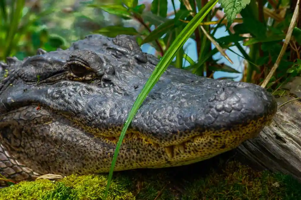 Alligator