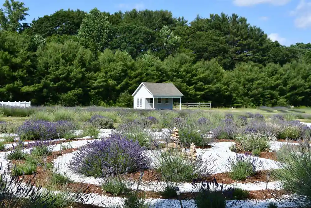 Lavender Pond Farm