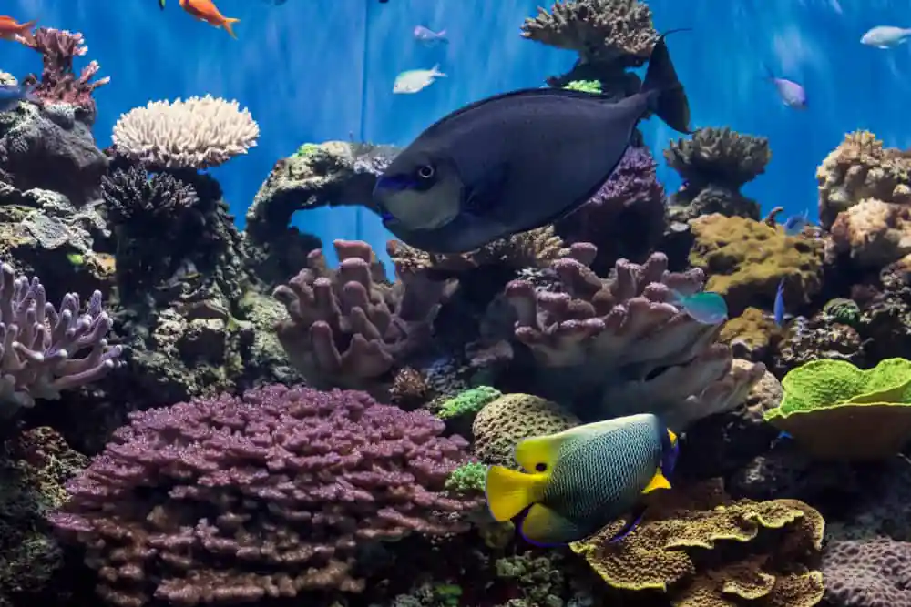 Birch Aquarium