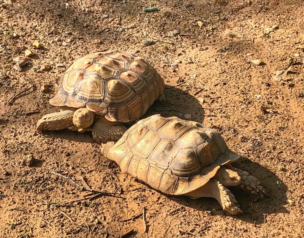 Little Rock Zoo