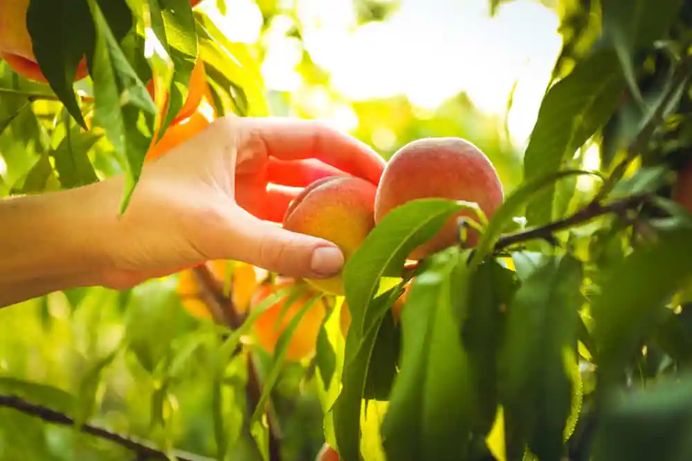Picking Peaches