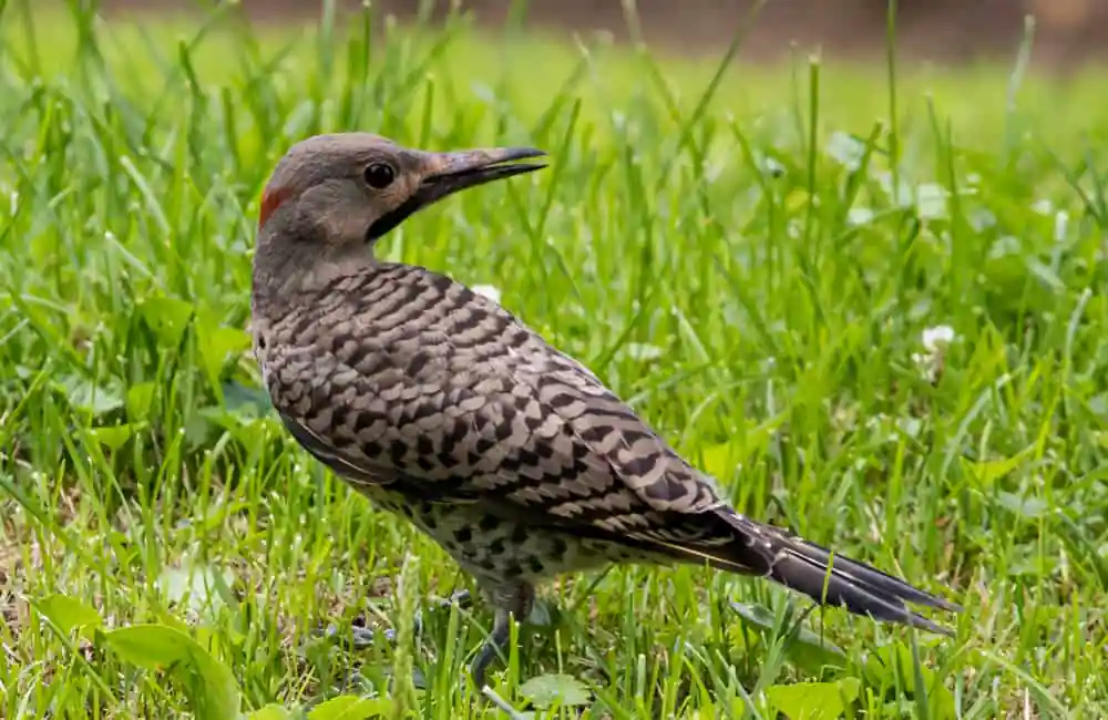 Northern Flicker