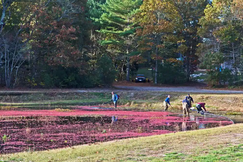 Makepeace Farms