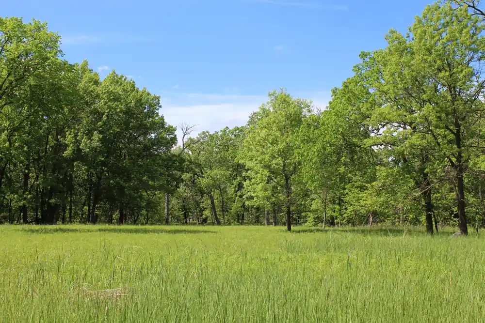 Miami Woods