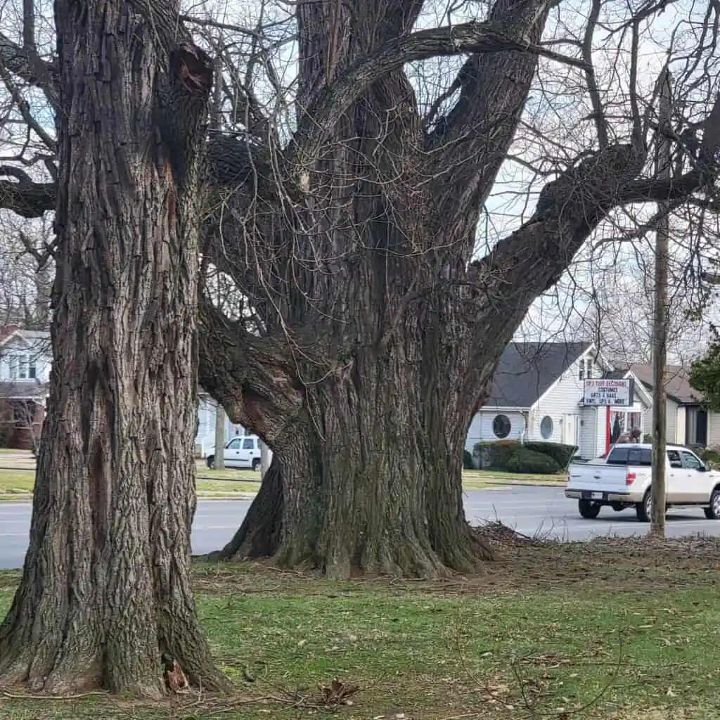 Owensboroβs Sassafras Tree