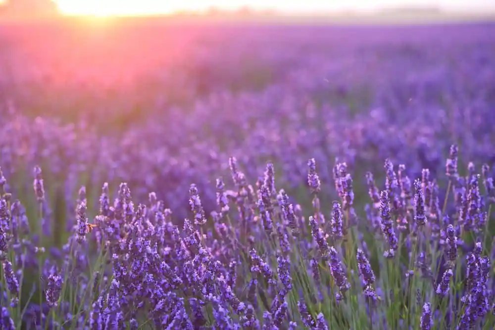 Lavender