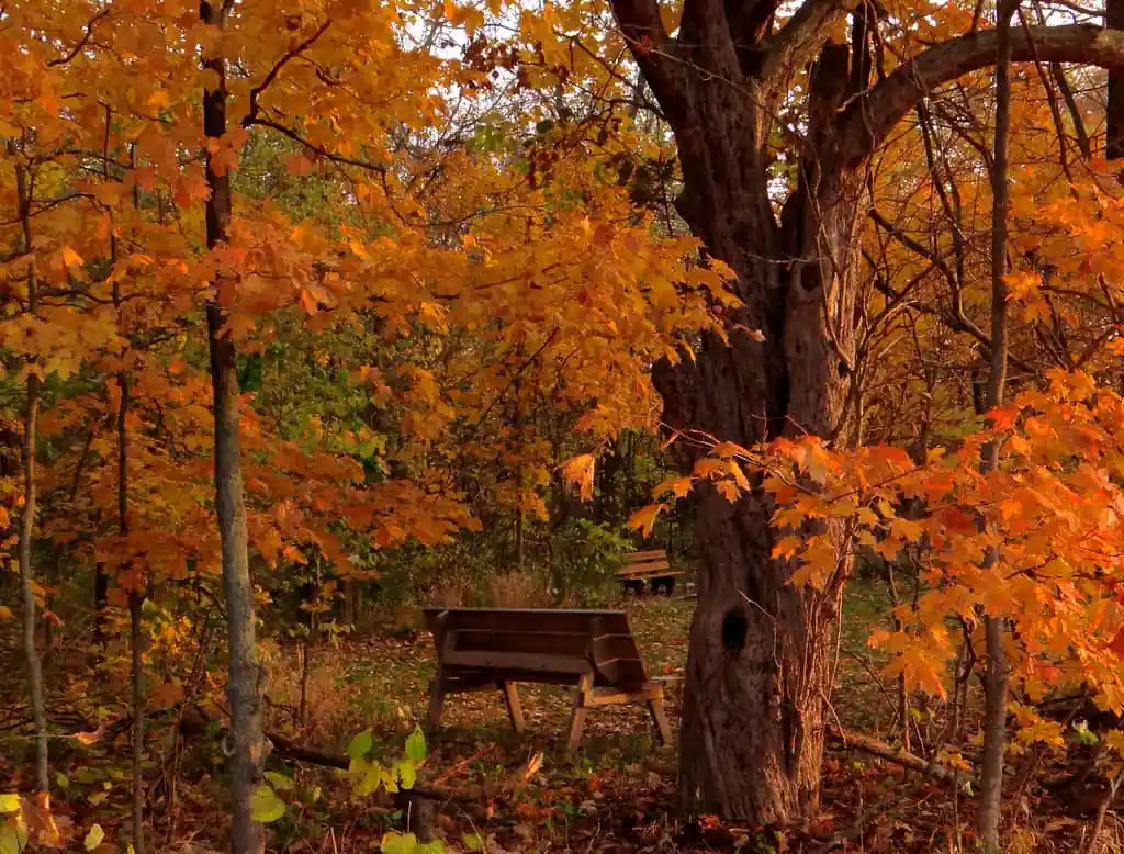 Ritchey Woods Nature Preserve