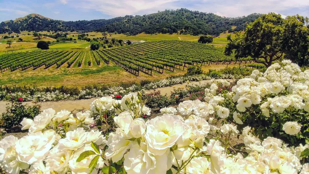 Vineyard in Gilroy