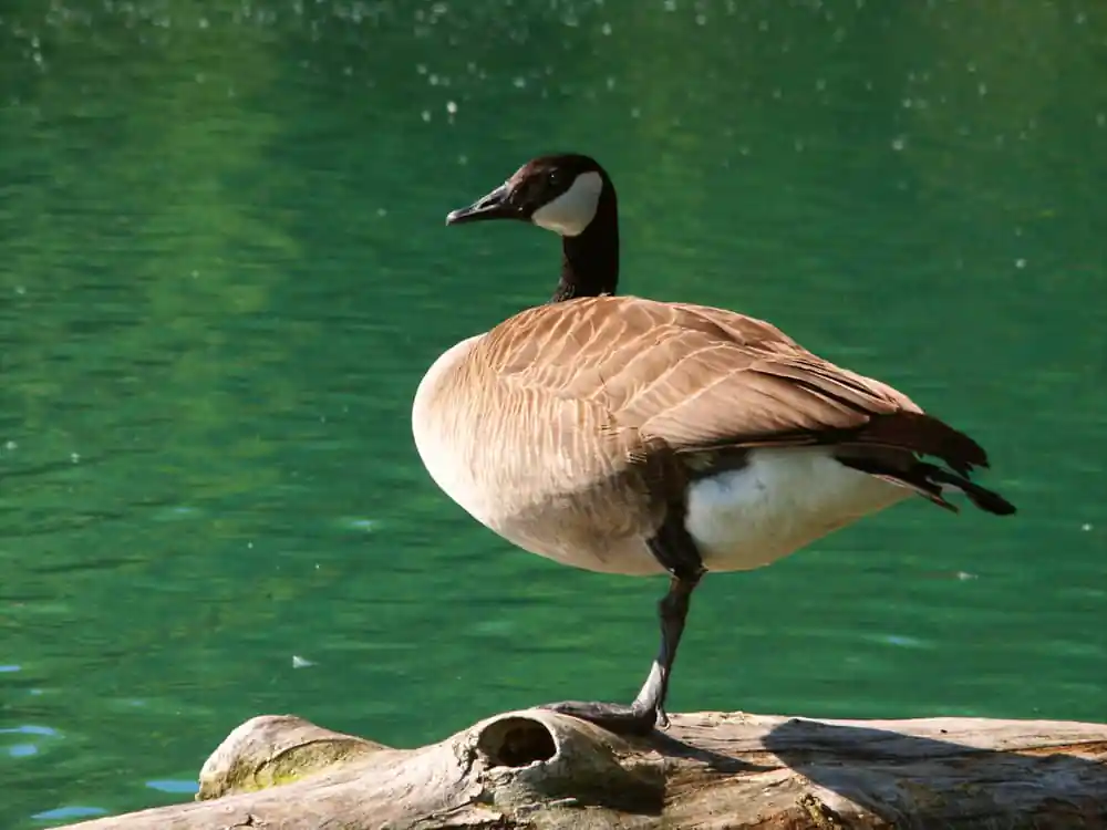 Spencer Conservation Area