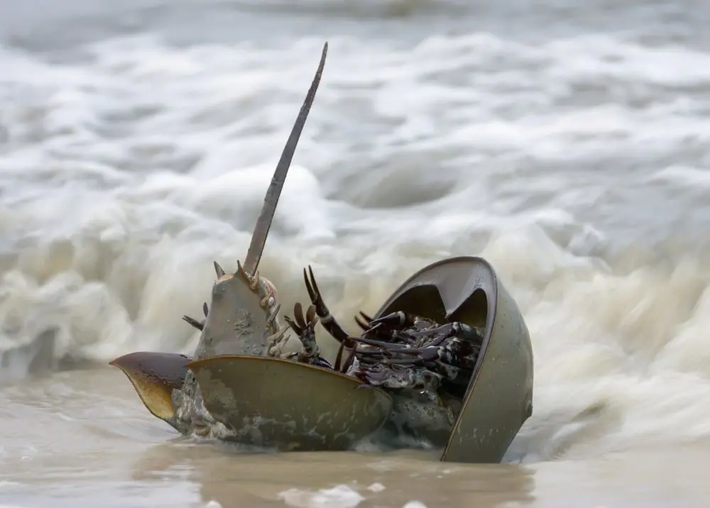 Horseshoe Crab, Slaughter Beach