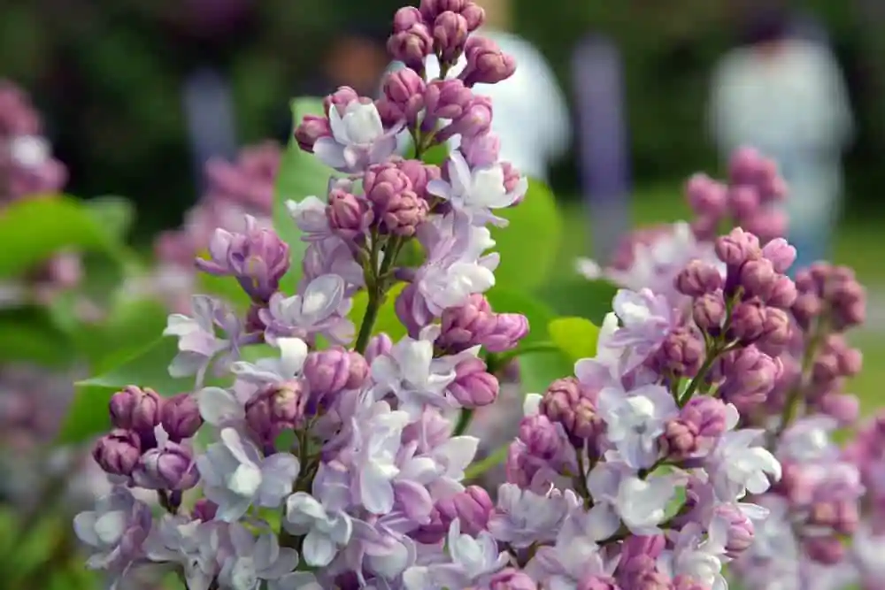 Lilac