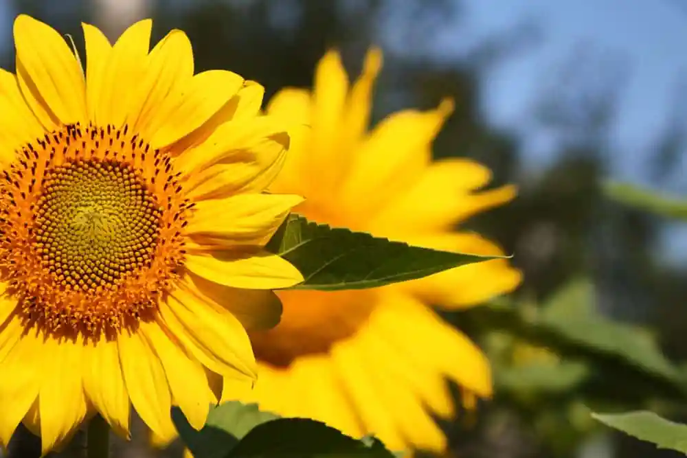 Sunflower
