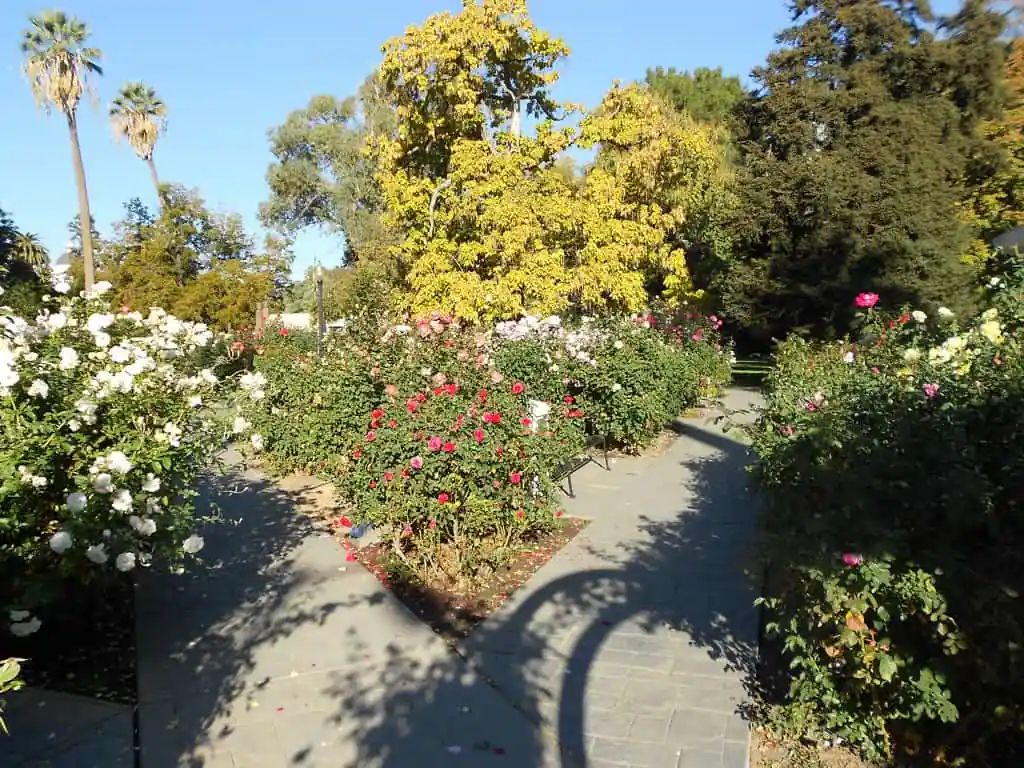 World Peace Rose Garden