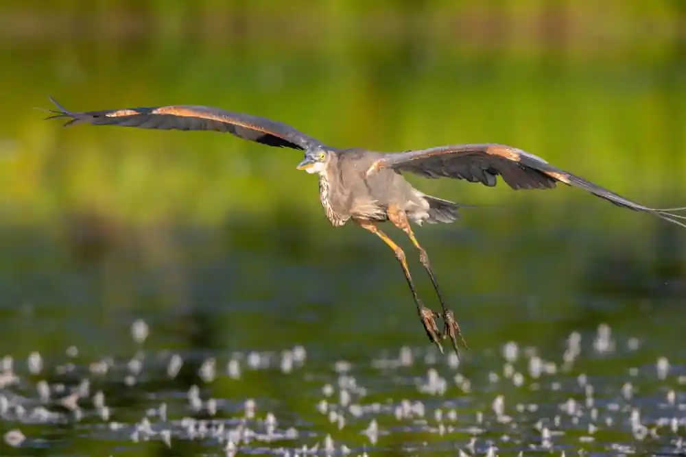 Great Blue Heron