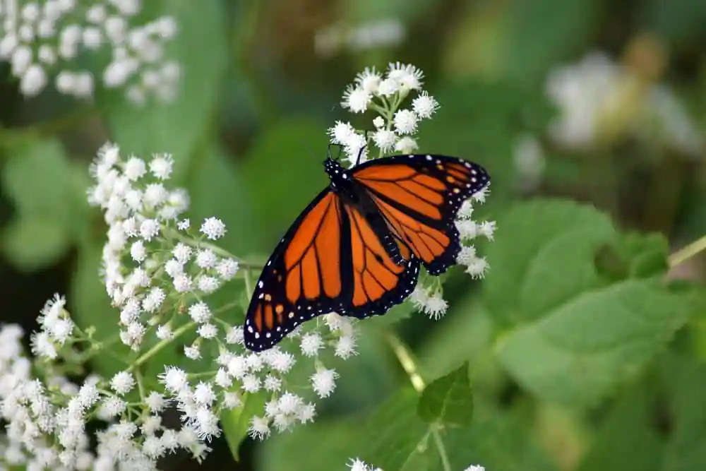 Monarch Butterfly