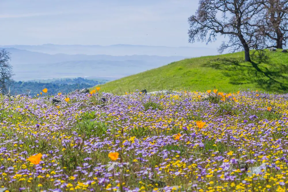 Henry W. Coe State Park