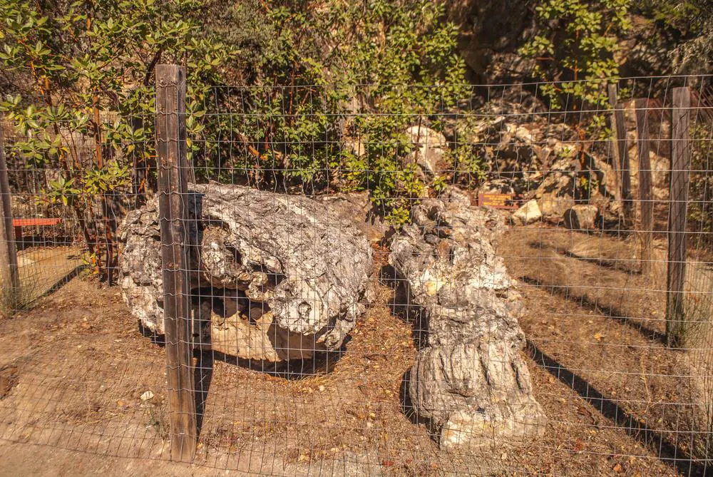 Calistoga's Petrified Forest