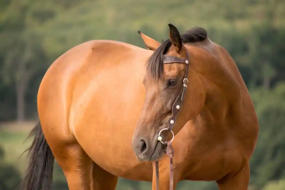 Saddlebred