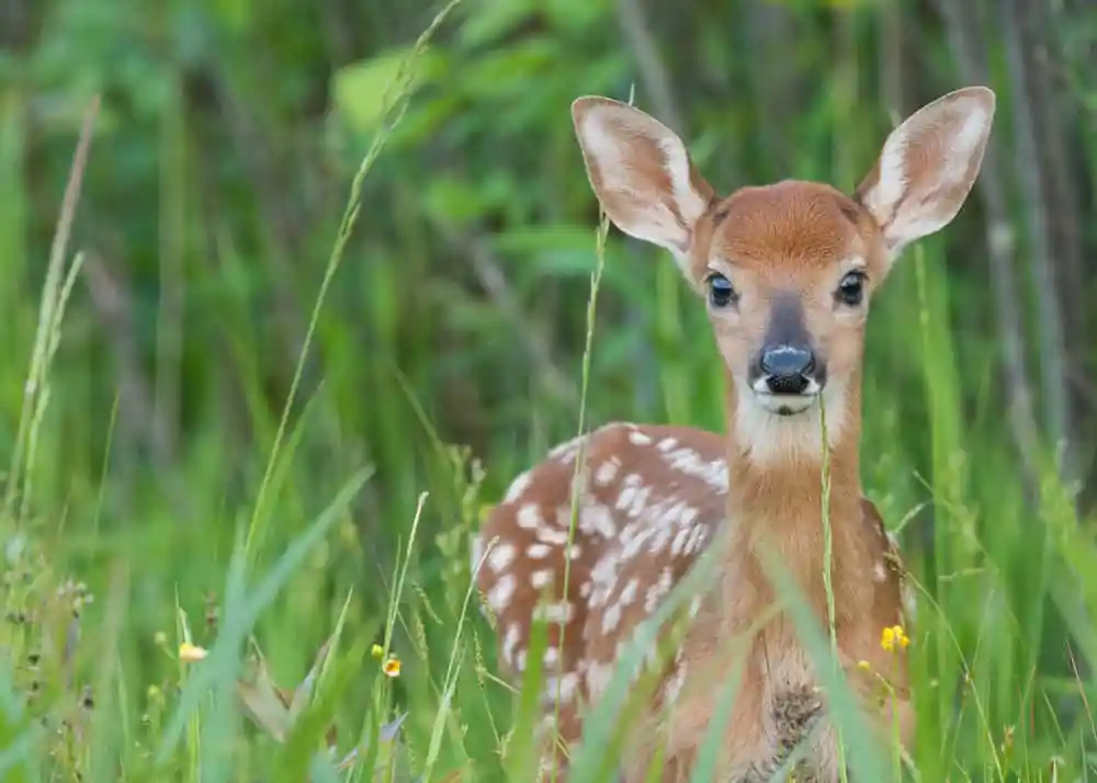 Lime Creek Nature Center & Conservation Area