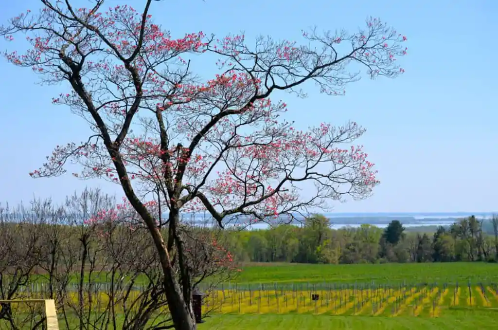 Mount Felix Vineyard & Winery