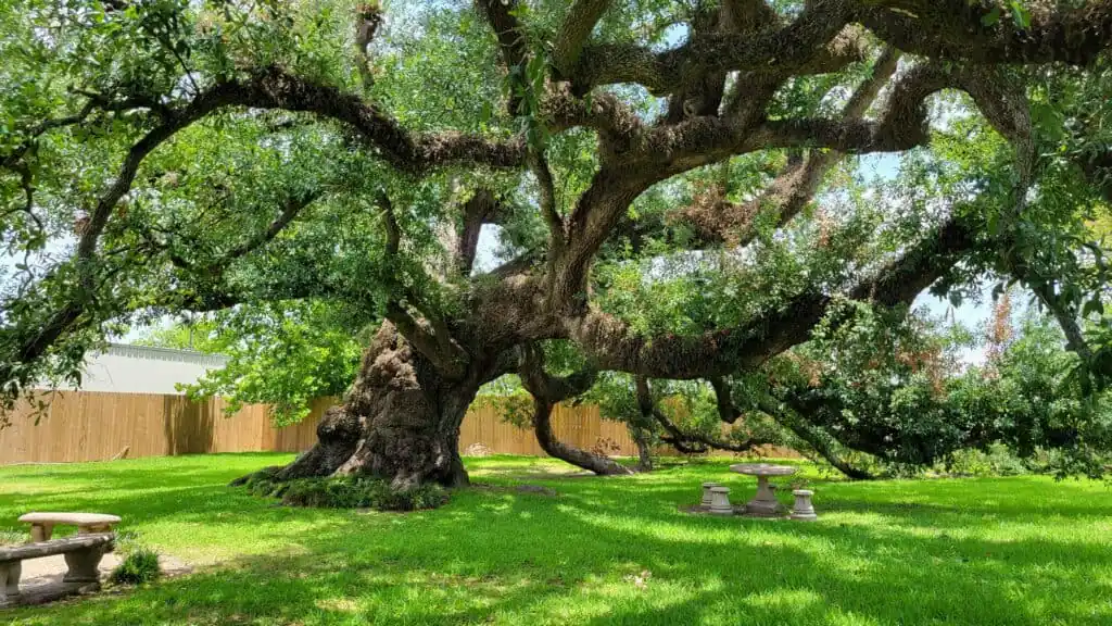 Sallier Oak
