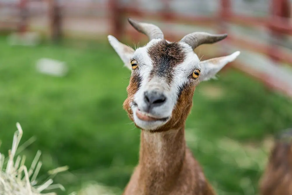 Goat