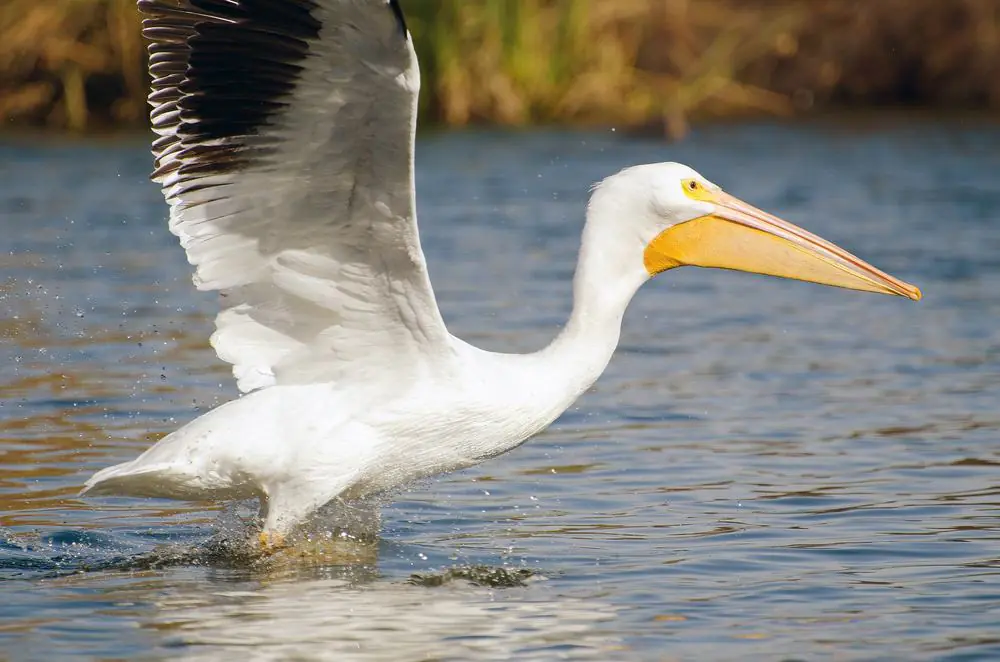 Sepulveda Basin Wildlife Reserve